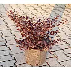 Loropetalum Free Form ( Loropetalum Serbest ) 40-50 cm
