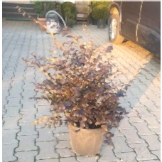 Loropetalum Free Form ( Loropetalum Serbest ) 60-70 cm
