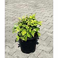 Nandina Domestica Fire Power ( Bodur Cennet Bambusu ) 30 cm
