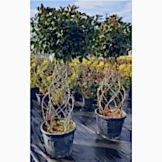 Photinia (Vazo Alev) 150-170 cm
