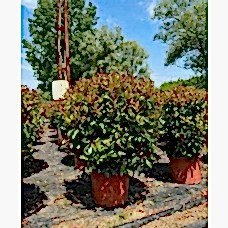 Photinia Ball (Alev Top Form)  120 + cm
