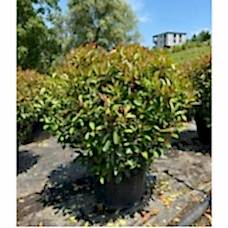 Photinia Ball (Alev Top Form)  110 + cm
