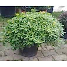 Pittosporum (pitos) 30 cm
