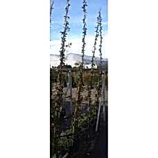 Ryncospermium Jasminoıdes Free Form (Arap Yasemini Serbest )  250 / 300 cm
