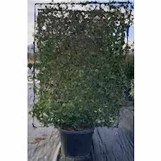 Ryncospermium Jasminoıdes Heart Shape (Arap Yasemini Büyük Duvar Yuvarlak Saksı )  160 cm
