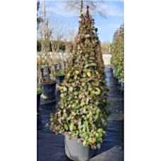 Ryncospermium Jasminoıdes Pyramid (Arap Yasemini Piramit ) 160 cm
