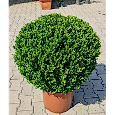 Buxus Faulkner Ball (Top Şimşir) 70+
