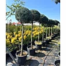 Tige Cupressus Arizonica (Tijli Mavi Servi) 150/175 cm

