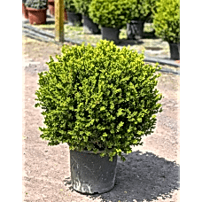 Buxus Faulkner Ball (Top Şimşir) 60 / 70 cm
