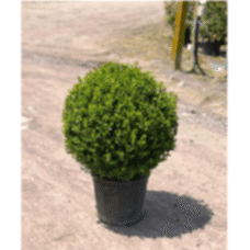 Buxus Faulkner Ball (Top Şimşir) 50 +
