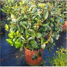Viburnum lucidum Ball (Kartopu Top Form) clt 25
