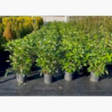 Viburnum Lucidum Free Form (Parlak Yapraklı Kartopu Serbest) 50-70 cm
