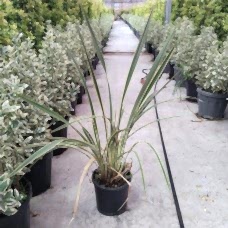Phormium Tenax Variegata (Formium Alacalı)