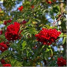 Sorbus Aucuparıa( Kuş  Üvezi)Nergis Peyzaj

