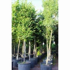 Tılıa Tomentosa( Gümüşi Ihlamur)Nergis Peyzaj
