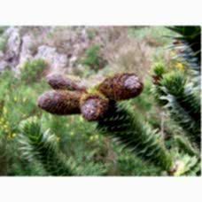 Araucarıa( Maymun Çıkmaz)Nergis Peyzaj
