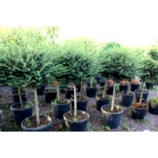 Lıgustrum Jonandrum( Kurtbağrı)Nergis Peyzaj
