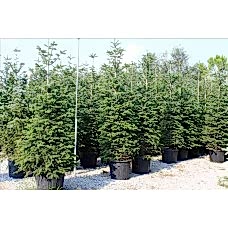 Abıes Nordmannıana( Kafkas Göknarı)Nergis Peyzaj
