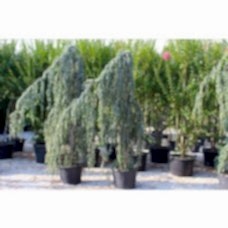 Cedrus Atlantıca Pendula( Sarkık Dallı Mavi Atlas Sediri)