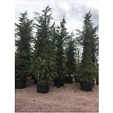 Cedrus Deodora( Himalaya Sediri)Nergis Peyzaj
