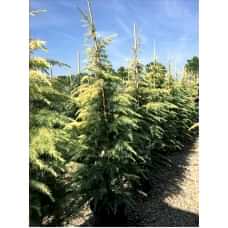 Cedrus Deodara Aurea( Altuni Himalaya Sediri)Nergis Peyzaj
