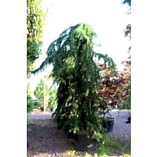 Cedrus Deodora Pendula( Ters Himalaya Sediri)Nergis Peyzaj

