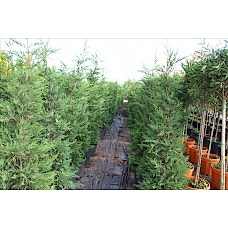 Cupressocyparıs Leylandıı( Melez Servi Leylandi)Nergis Peyzaj
