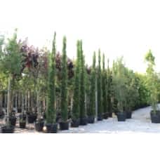 Cupressus Sempervırens( Kalem Servi)Nergis Peyzaj
