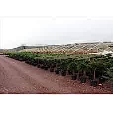 Juniperus Horizontalis Pendula( Aşılı Ters Ardıç)