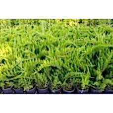 Juniperus Media Mint Julep( Ardıç)