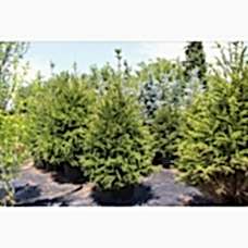 Picea Excelsa (Batı Ladini)