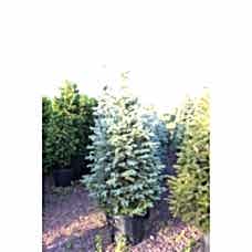 Picea Pungens( Mavi Ladin)