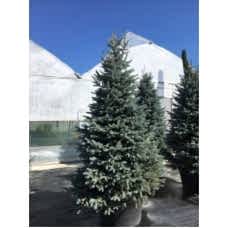 Picea Pungens Fat Albert( Mavi Ladin)