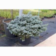 Picea Pungens Glauca Globosa( Bodur Mavi Ladin)