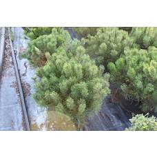 Pınus Mugo( Dağ Çamı)Nergis Peyzaj
