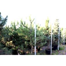 Pınus Nıgra (Karaçam)Nergis Peyzaj
