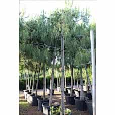 Pınus Pınea (Fıstık Çamı)Nergis Peyzaj
