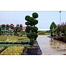 Taxus Baccata( Porsuk)Nergis Peyzaj
