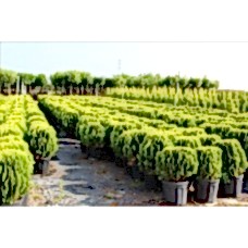 Thuja Orıentalıs Compacta Nana( Top Mazı)Nergis Peyzaj
