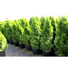 Thuja Occıdentalıs Smaragd( Batı Mazı)Nergis Peyzaj

