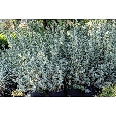 Atrıplex  Nergis Peyzaj
