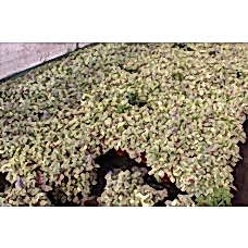 Ajuga Reptans Varıegata ( Beyaz Alacalı Mayasıl Otu)