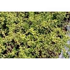 Berberıs Julıanae( Kadın Tuzluğu)