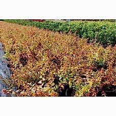 Abelıa Grandıflora Kaleıdoscope( Sarı Alacalı Güzellik Çalısı)Nergis Peyzaj
