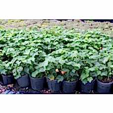 Abutılon (Güzel Hatmi)Nergis Peyzaj
