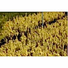 Berberıs Thunbergıı Marıa( Sarı Kadın Tuzluğu)