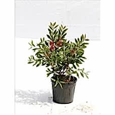 Callıstemon Leavıs( Fırça Çalısı)Nergis Peyzaj
