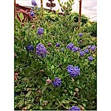 Ceanothus( Kese Çiçeği)