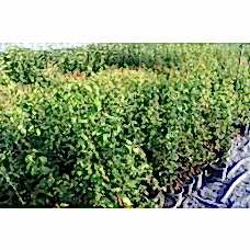 Chaenomeles Speciosa( Bahar Dalı)