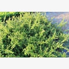 Cotoneaster Dammerı( Dağ Muşmulası)Nergis Peyzaj
